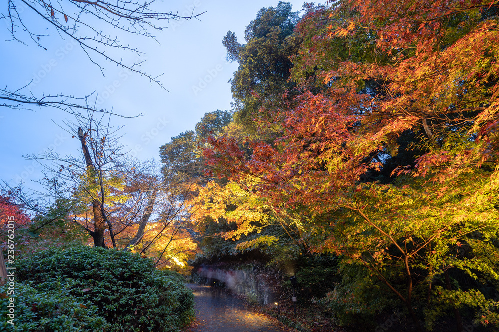 美丽的日本花园名为Mifuneyama Rakuen，秋天的夜景中有枫叶。