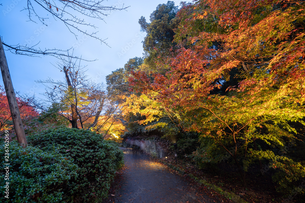 美丽的日本花园，名为Mifuneyama Rakuen，秋天的夜景中有枫叶。