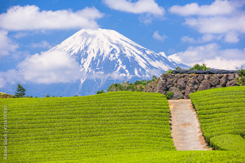 富士，日本富士山和茶园。