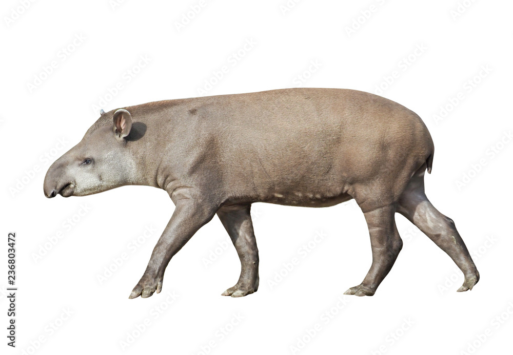 南美洲Tapir（Tapirus terrestris），隔离在白色背景上