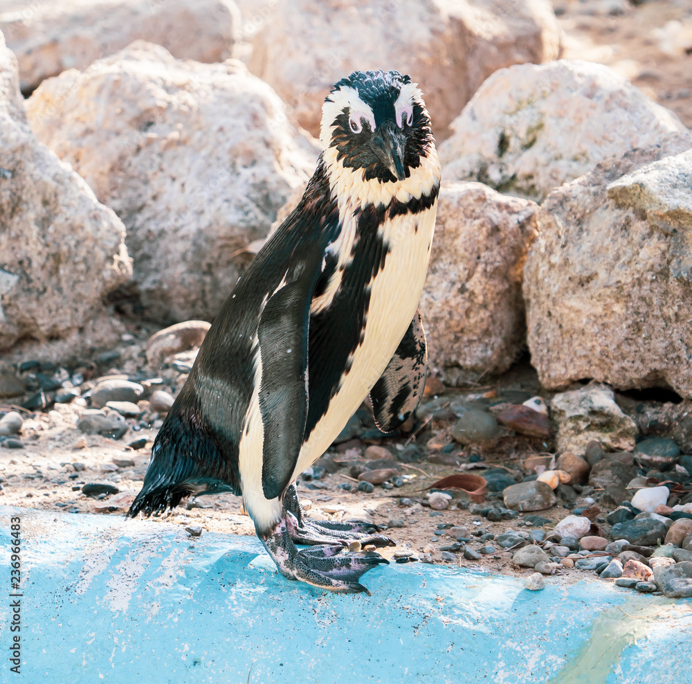 African penguin standing on the rock after swimming. African penguin (Spheniscus demersus) also know