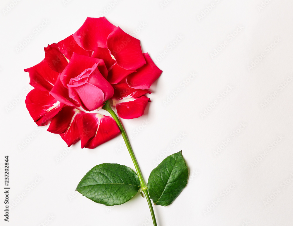 Beautiful rose with petals on white background