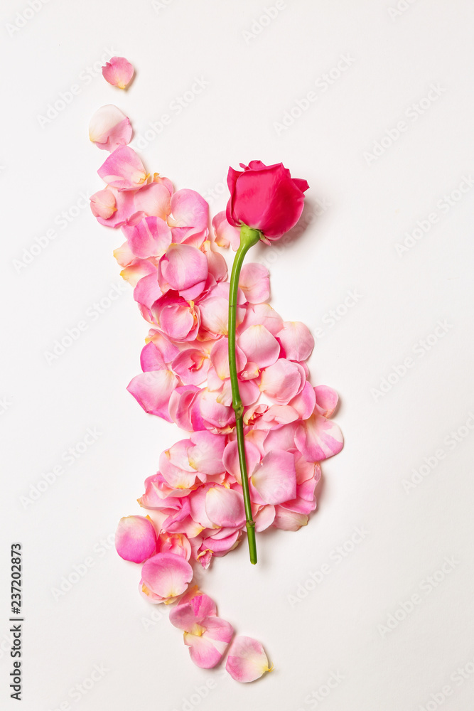 Beautiful rose with petals on white background