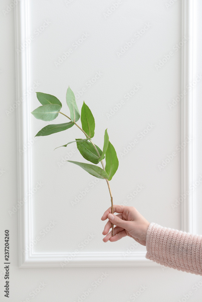 Woman holding eucalyptus branch on white background