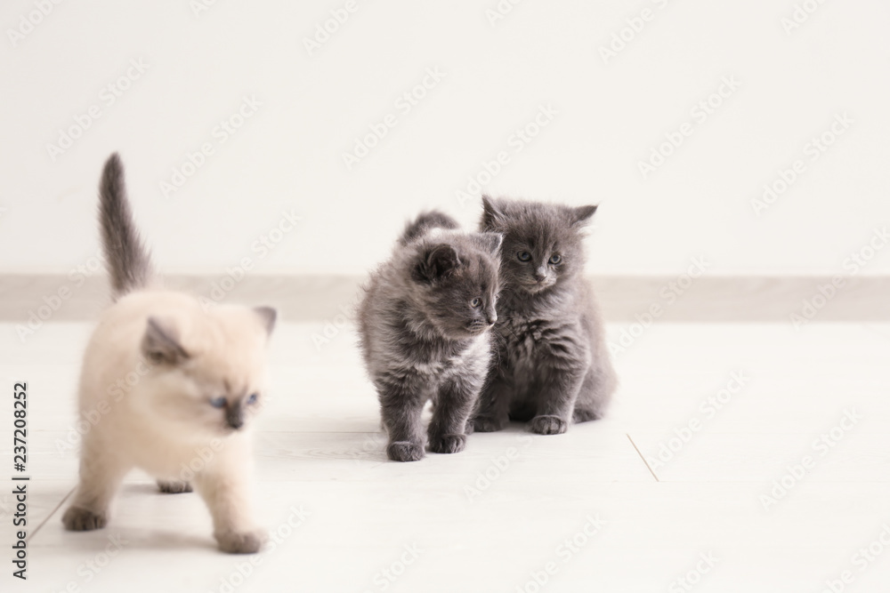 Cute little kittens at home