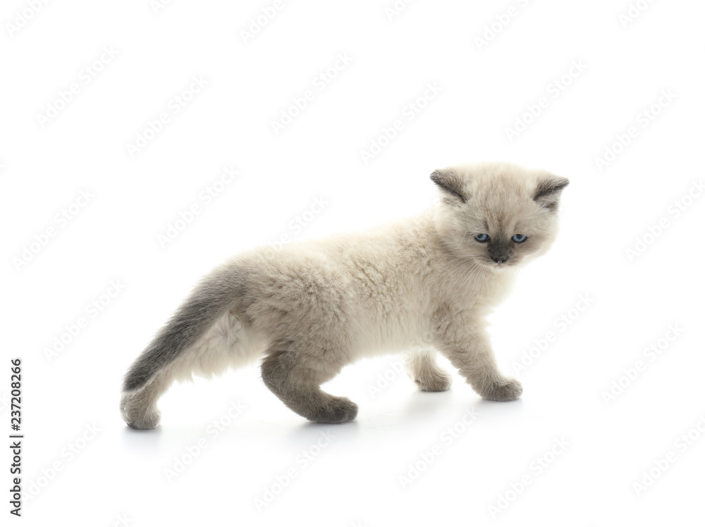 Cute little kitten on white background