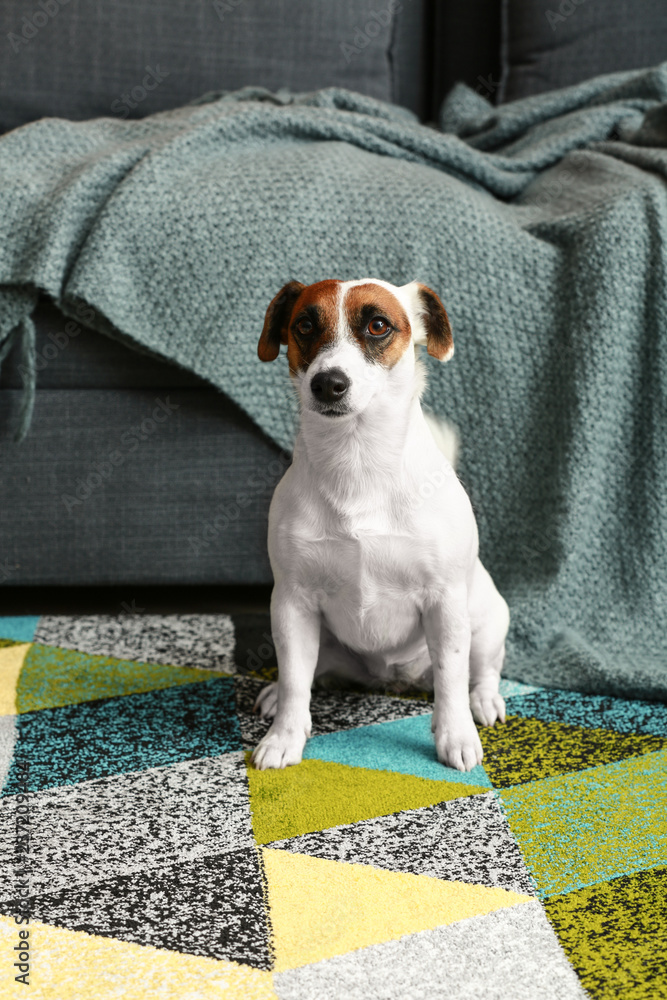 Cute Jack Russell terrier at home