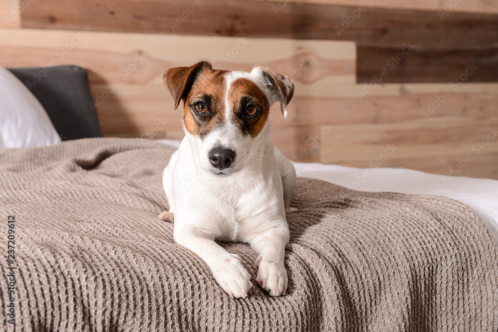 Cute Jack Russell terrier on bed at home