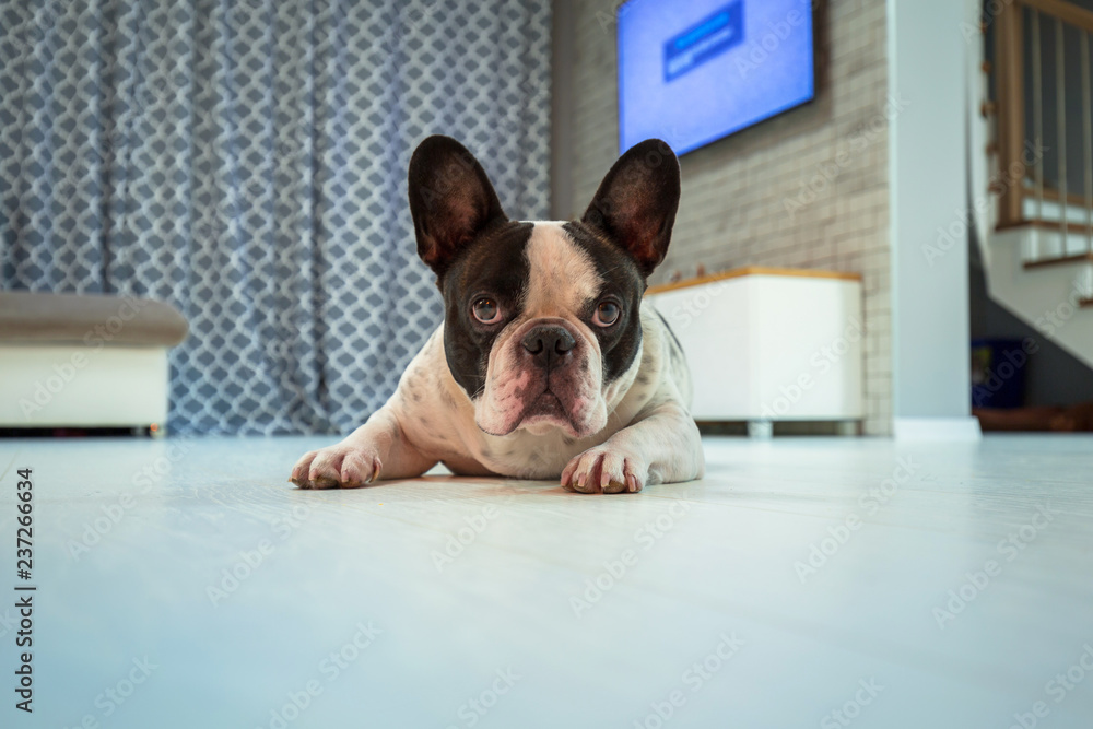 法国斗牛犬躺在客厅里