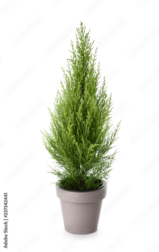 Cypress tree on white background