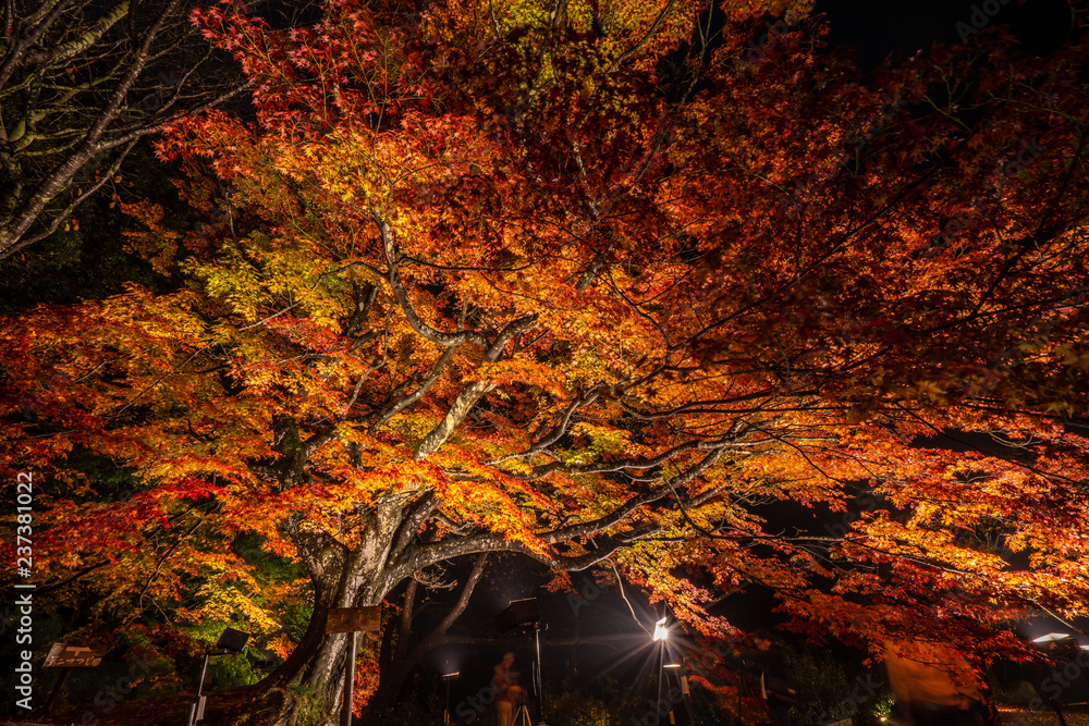 美丽的日本花园，名为Mifuneyama Rakuen，秋天的夜景，有160年树龄的大枫树