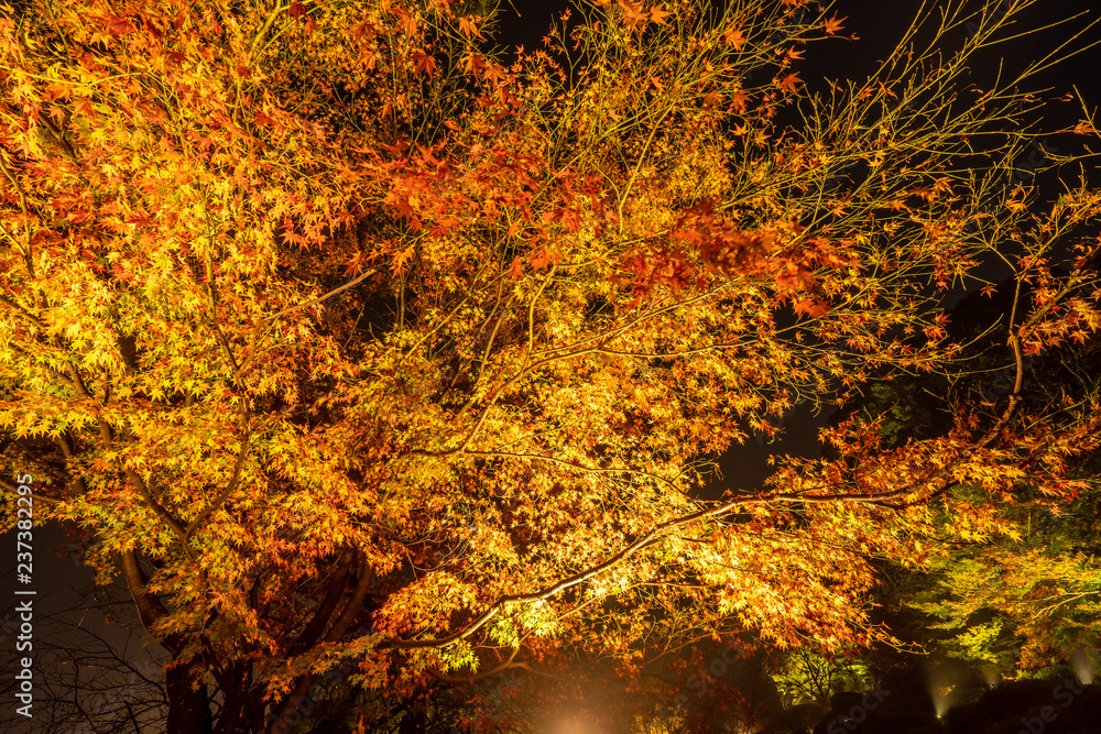 美丽的日本花园，名为Mifuneyama Rakuen，秋天的夜景，有160年树龄的大枫树