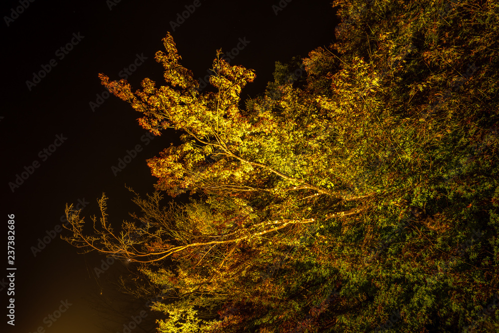 美丽的日本花园，名为Mifuneyama Rakuen，秋天的夜景，有160年树龄的大枫树