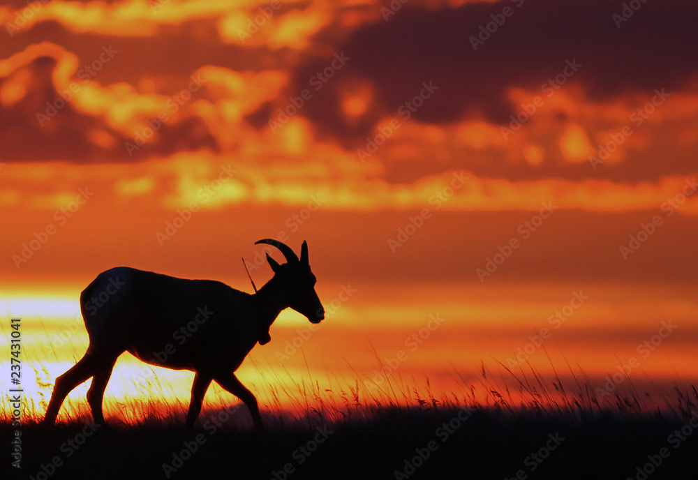 Big Horn Sheep