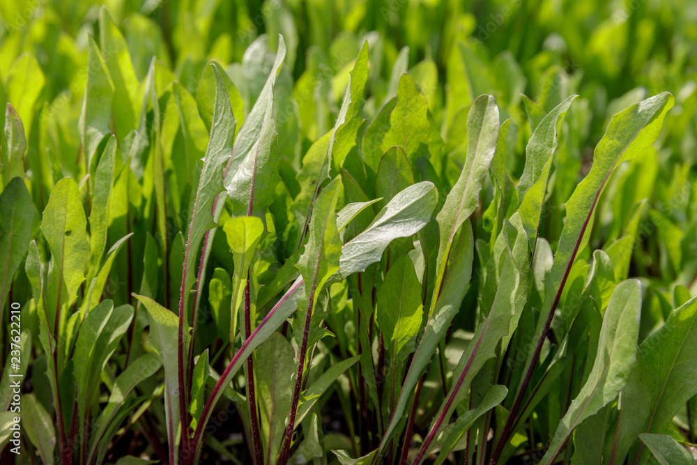 意大利蒲公英（Cichorum intybus）实际上是意大利沙拉中常用的一种活页菊苣