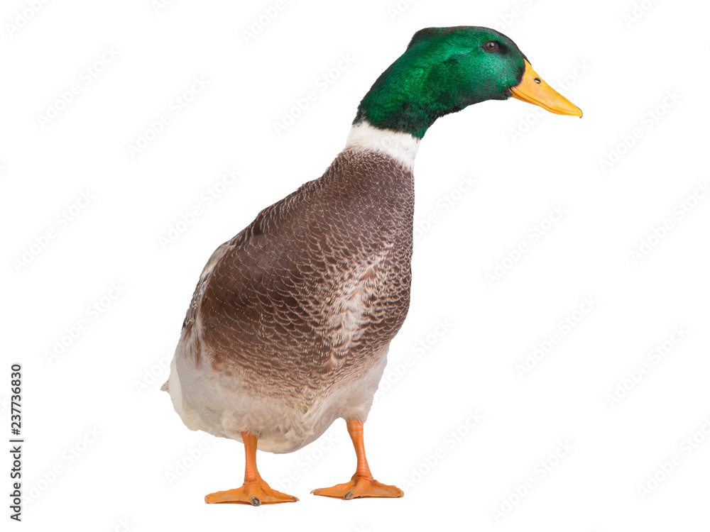 male brown duck isolated