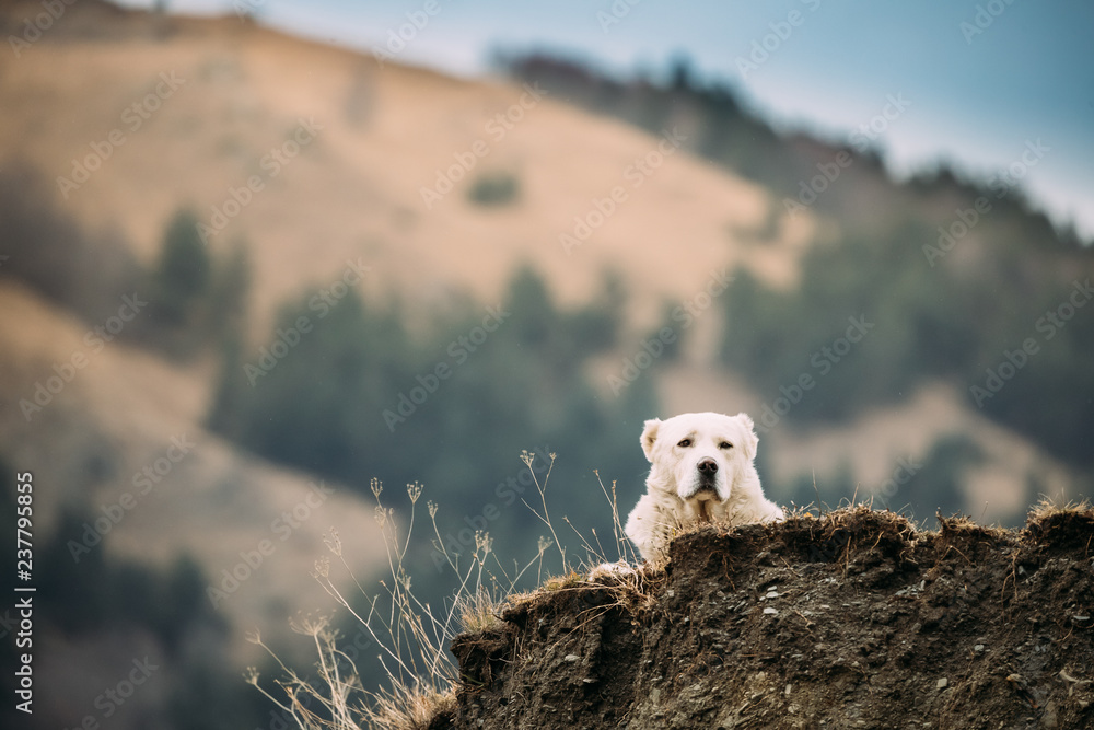 中亚牧羊犬在高加索山脉户外休息