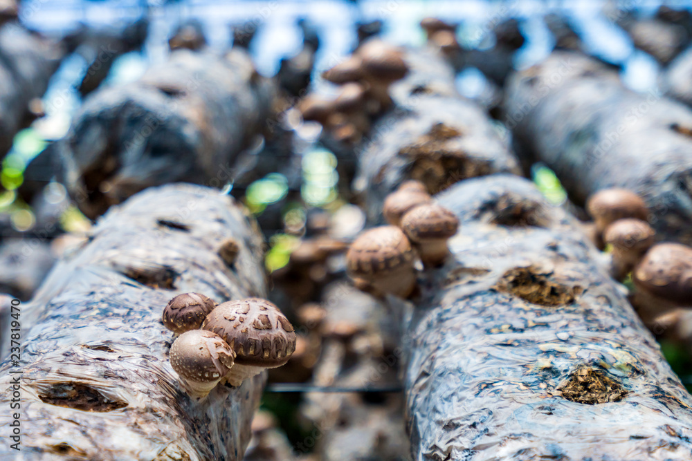 Greenhouse environment for mushroom cultivation