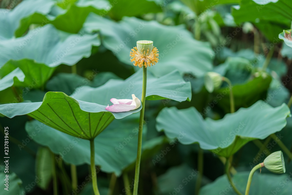 Seedpod of the lotus and the withered lotus