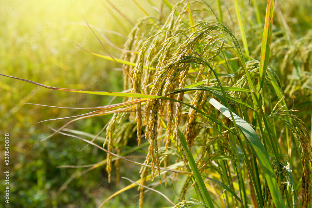 rice field with sunshine