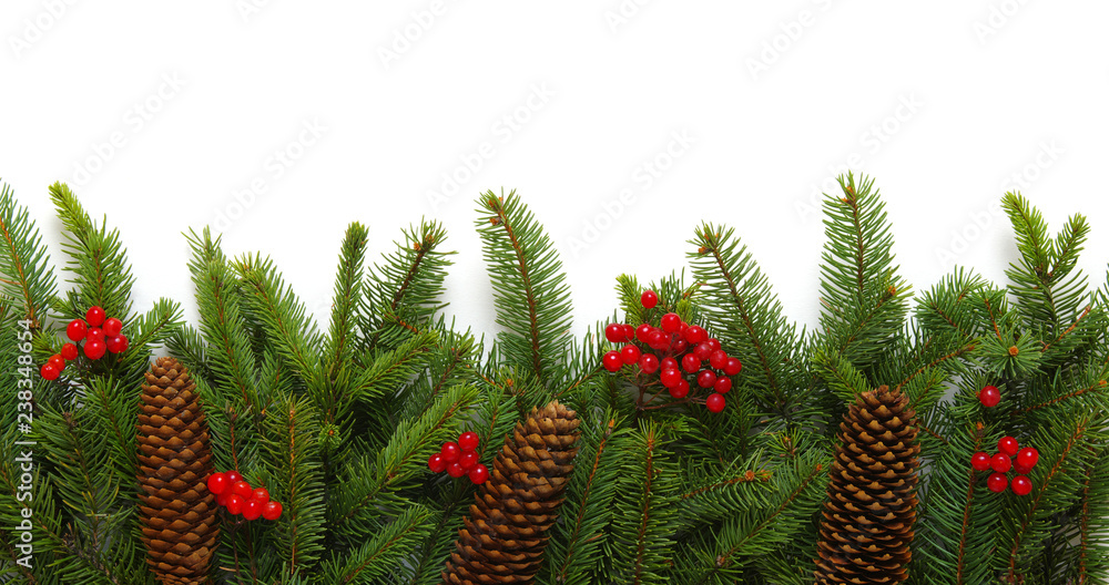 Fir tree branch isolated on white