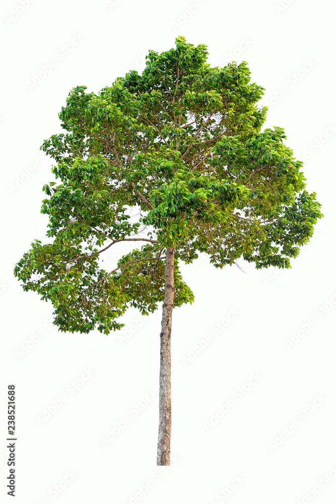 Isolated tree on white background.