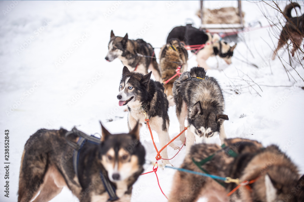 在冬天饲养哈士奇雪橇犬。北方哈士奇犬。骑在狗身上，娱乐的概念