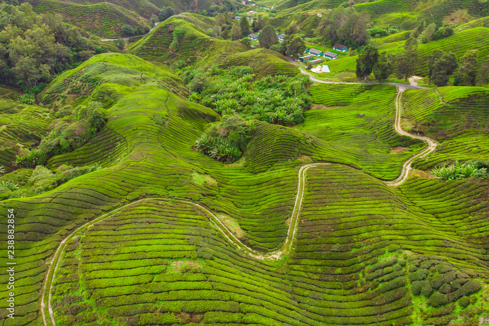 Drone view of Tea plantation in Cameron highlands, Malaysia