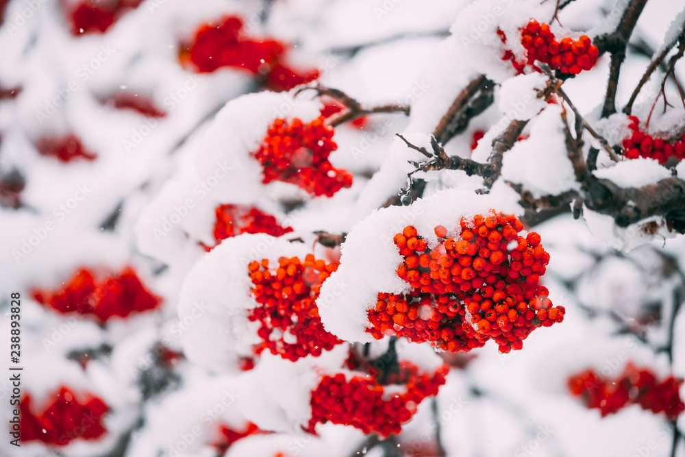 罗万斯红浆果覆盖了冬雪。