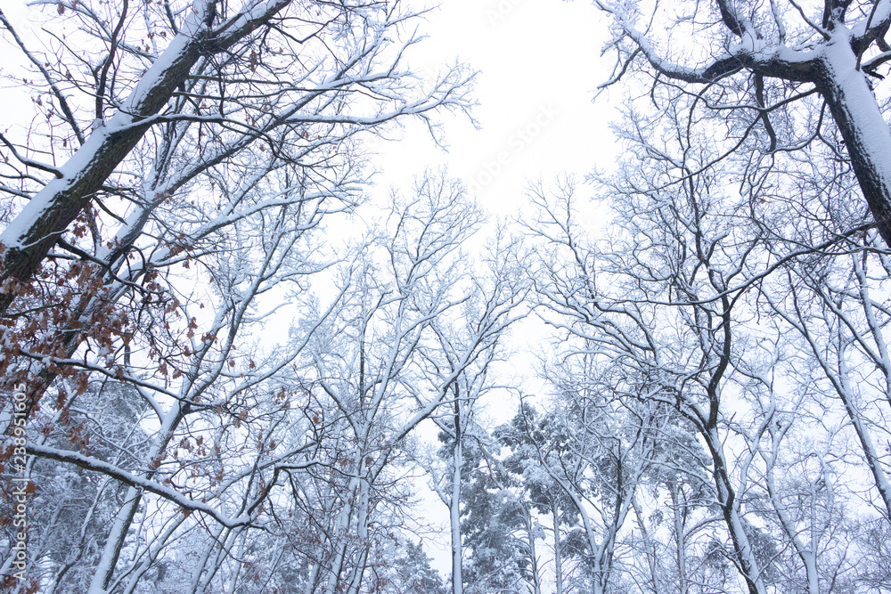 概念冬季美景。硬木。光秃秃的树上覆盖着雪。