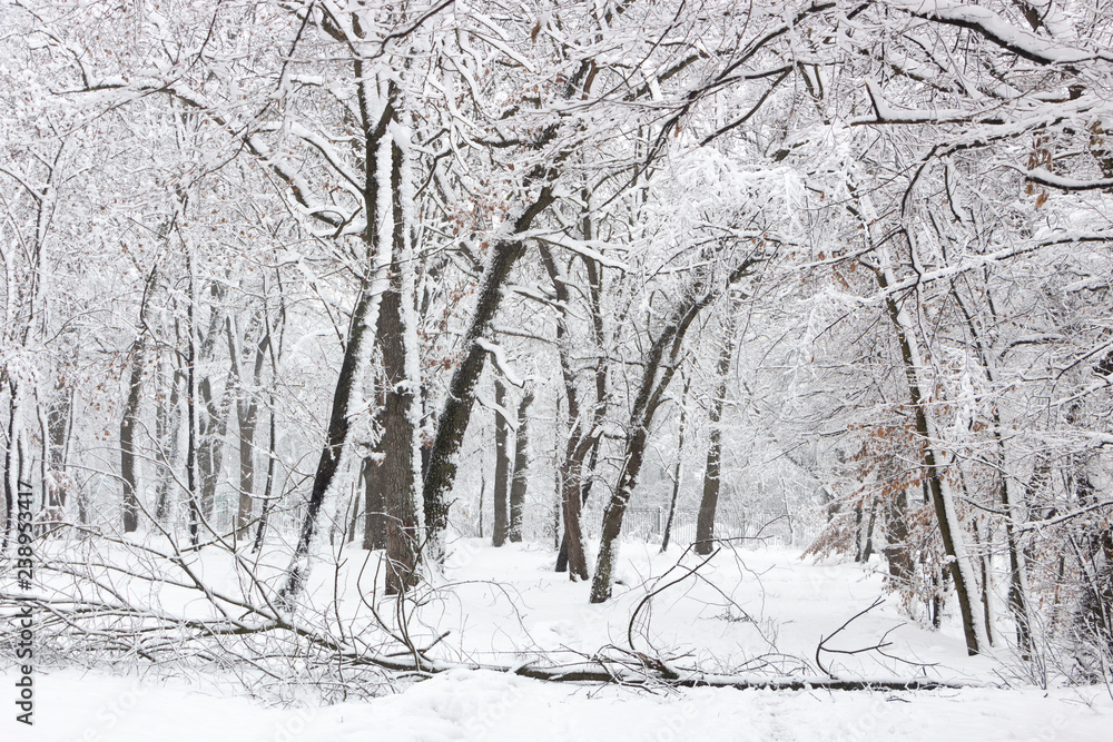 概念冬季美景。硬木。光秃秃的树被雪覆盖。