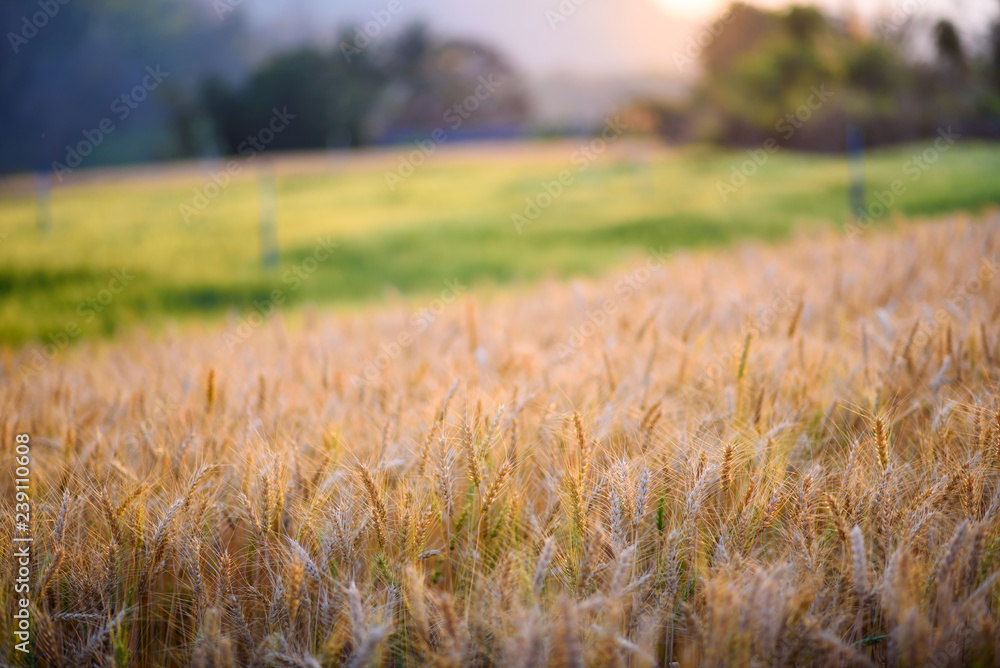 golden ripe barley field in evening sunlight