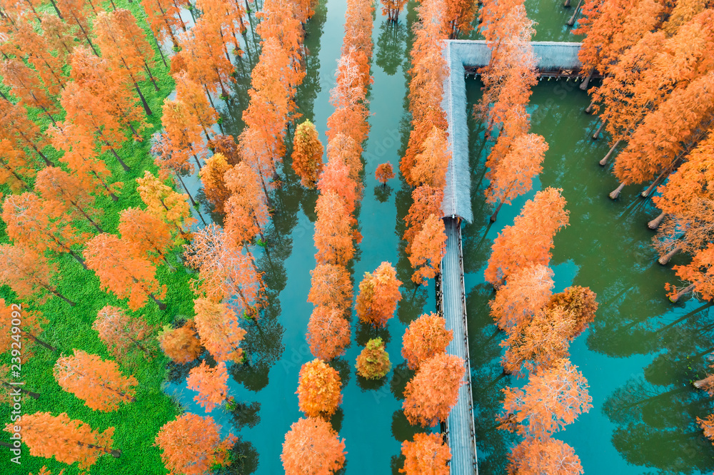 湿地公园七彩秋林，鸟瞰图