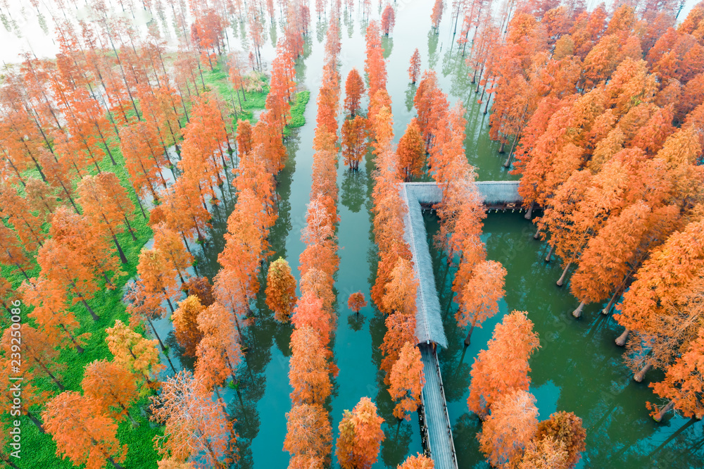 湿地公园七彩秋林，鸟瞰图