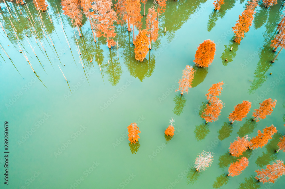 自然公园里五彩缤纷的秋色森林和宁静的湖景，鸟瞰图