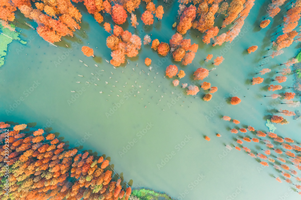 Colorful autumn forest and quiet lake scenery in the nature park,aerial view