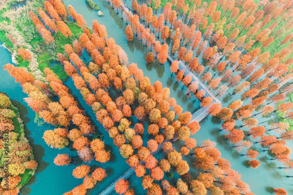 湿地公园七彩秋林，鸟瞰图