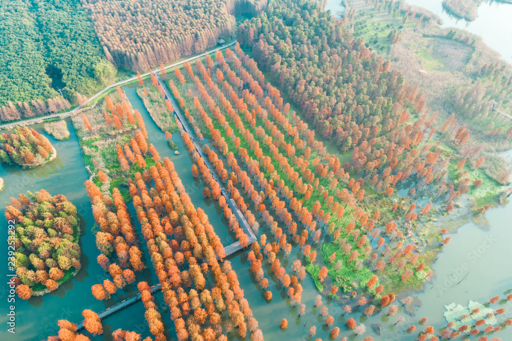 Colorful autumn forest in wetland park,aerial view