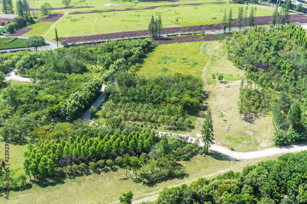 aerial view of rice fields