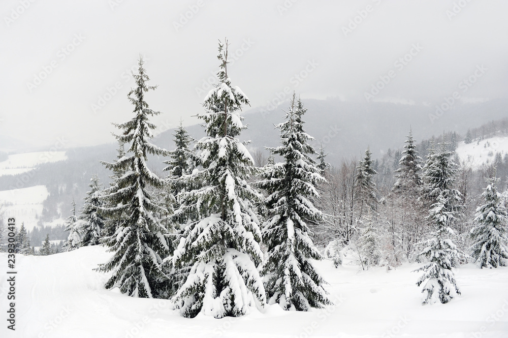 树木被雪覆盖的冬季景观