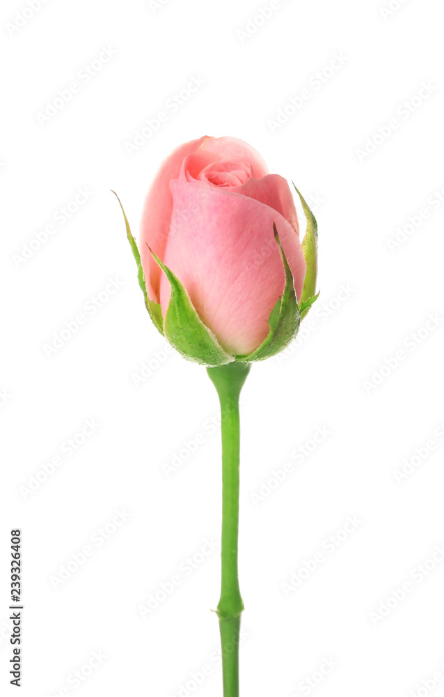 Beautiful pink rose on white background