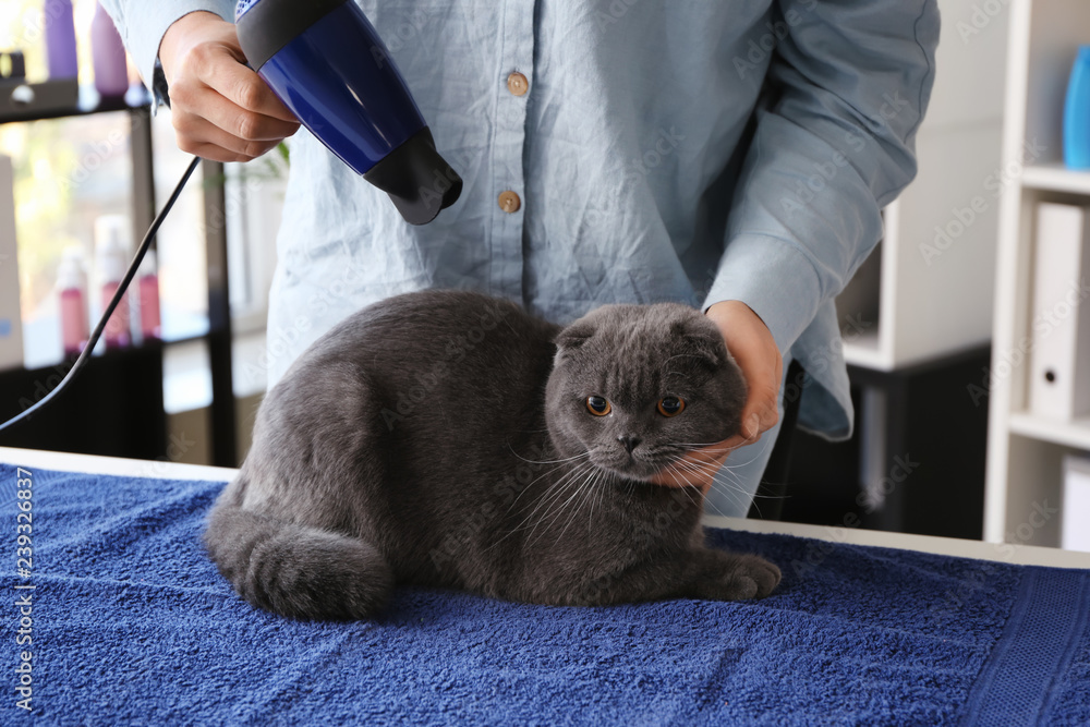 女美容师在沙龙里给猫擦干头发