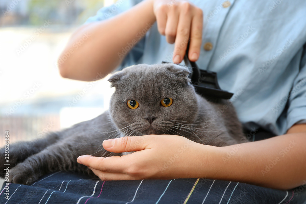 Female groomer brushing cute cat