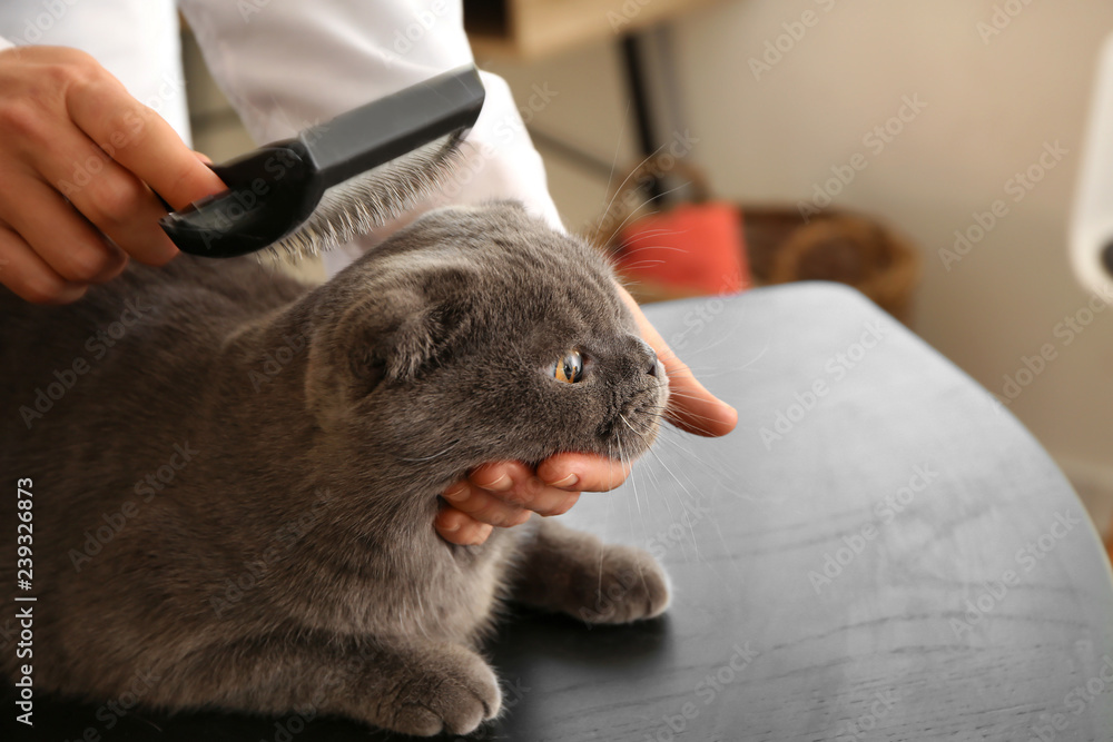 女美容师在沙龙刷猫