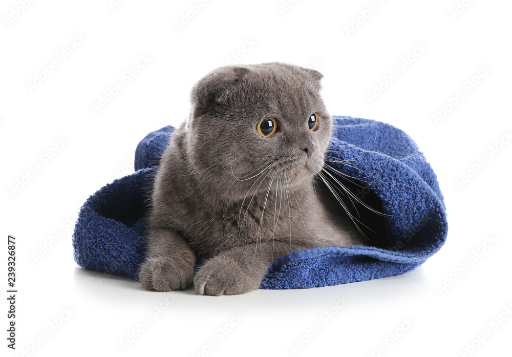 Cute cat with towel on white background