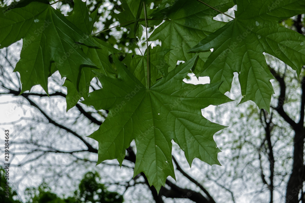 绿树成荫