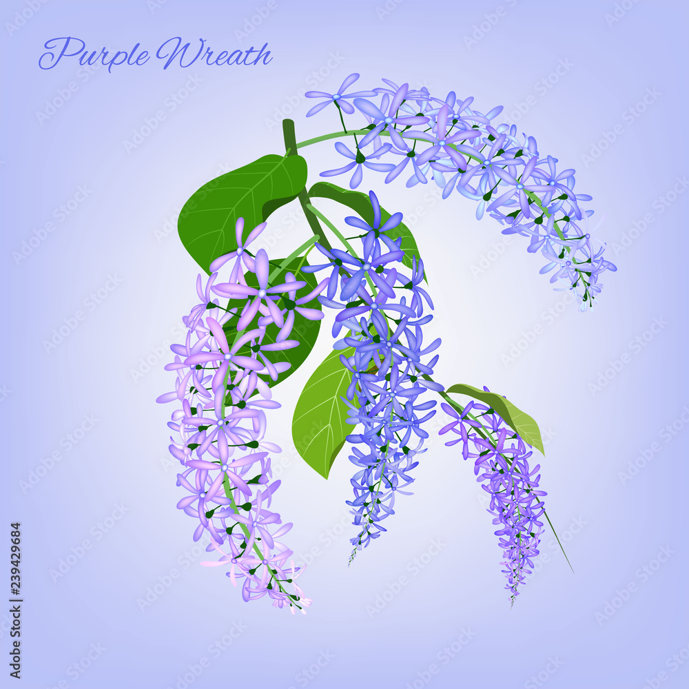 Purple wreath flower on white background, vector illustration eps10