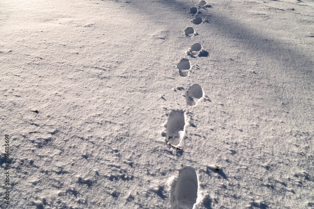 雪地里阳光明媚的鞋印。冬季。