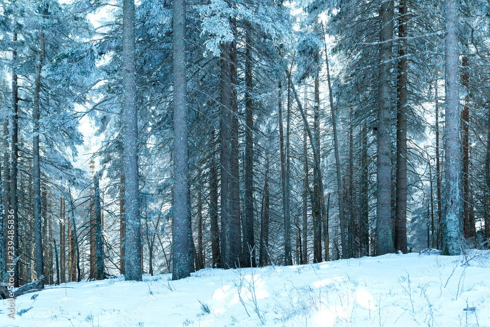 Winter season cold snowy forest landscape.