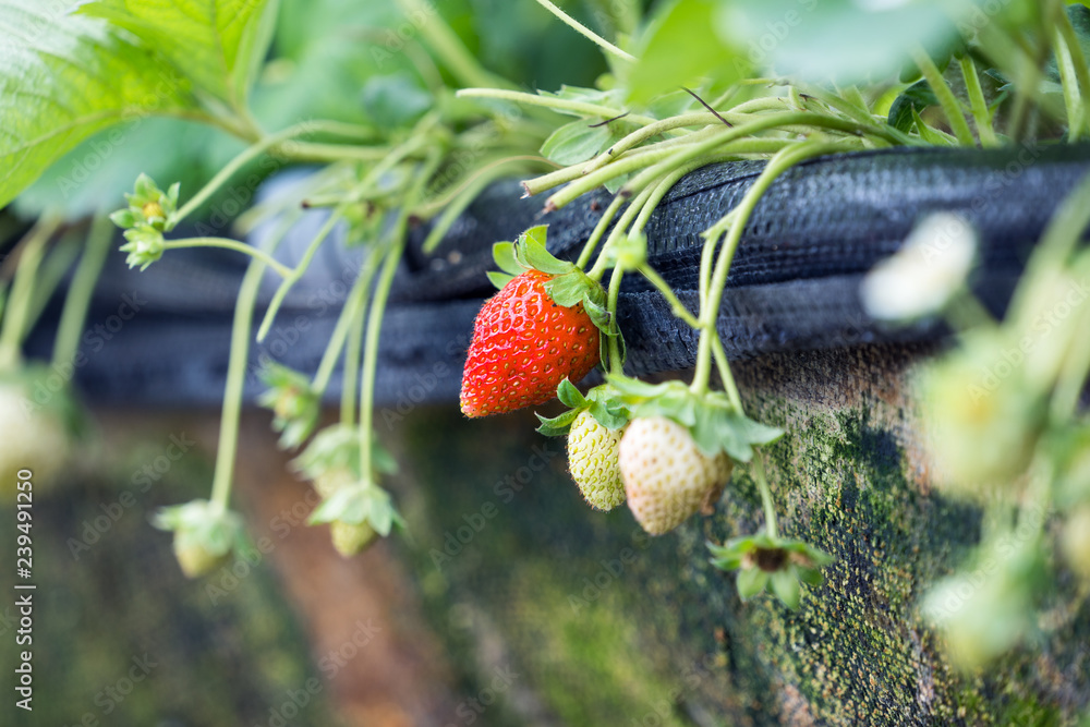 Beautiful and fresh strawberries in the garden, concept of organic farming, close up, macro.